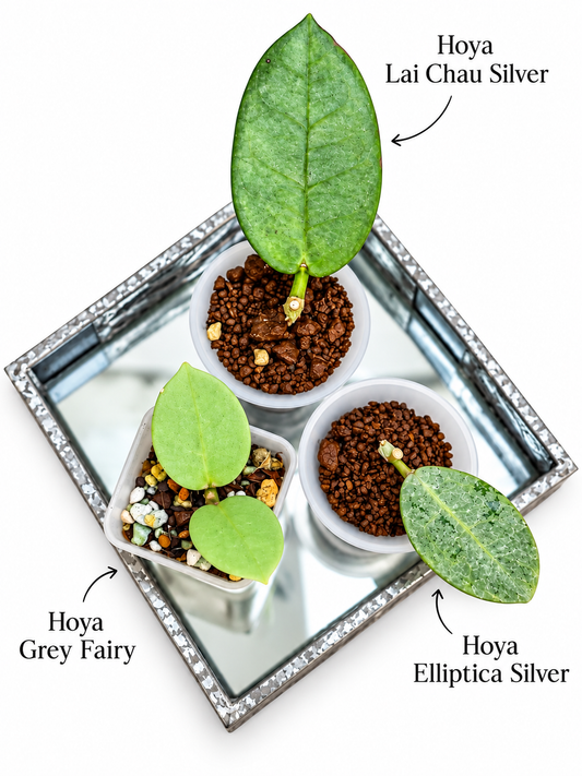 Hoya Lai Chau Silver, Hoya Grey Fairy & Hoya elliptica Silver – Rare 3-Plant Rooted Combo