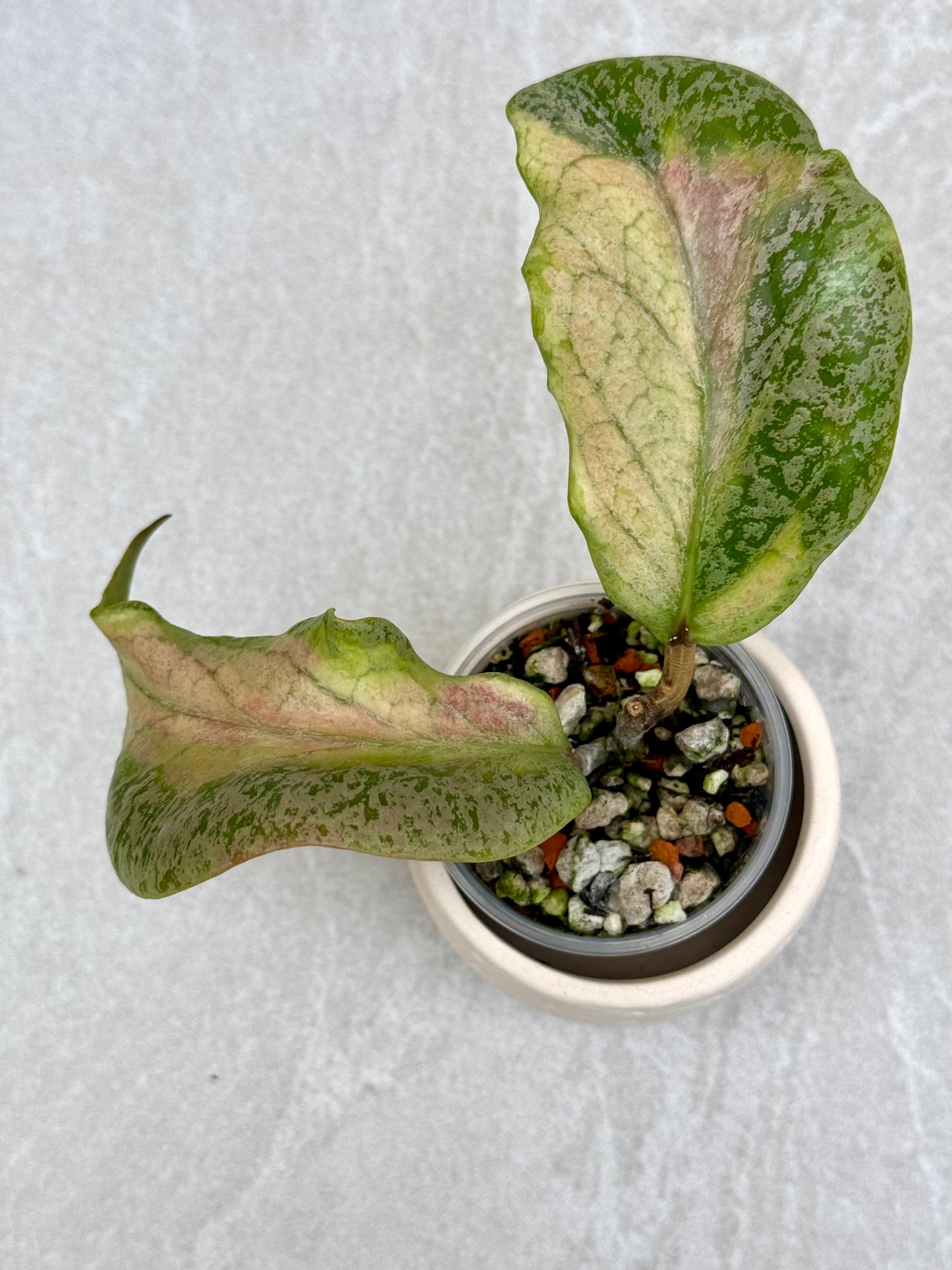 Hoya Autumn Guava