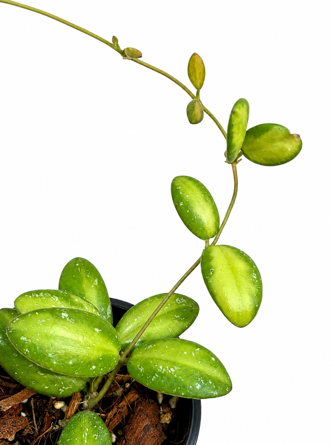 Hoya VL9 Variegated Unrooted Cutting (grower’s choice) (Copy)
