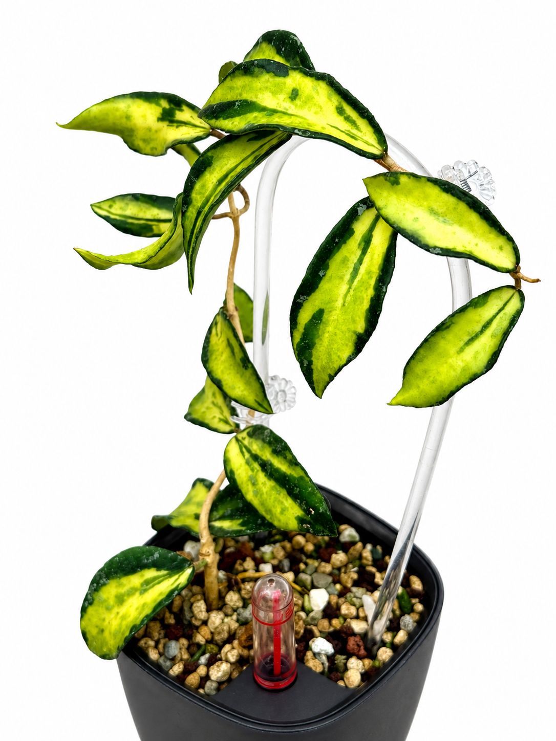 RARE Hoya Phuwuaensis Variegated unrooted cutting (1 node, 2 leaves - grower’s choice)