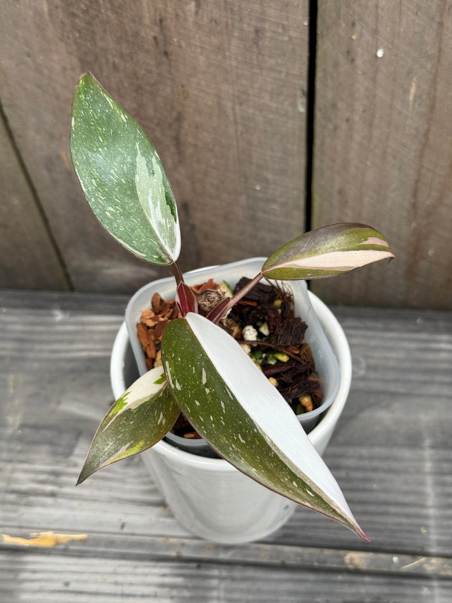 Philodendron Red Anderson