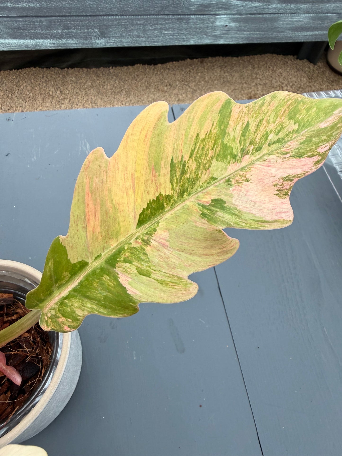 Philodendron Caramel Marble