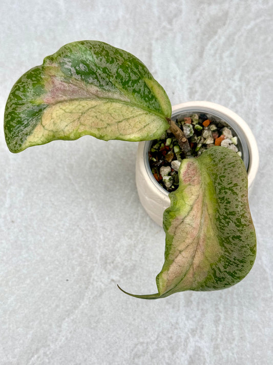 Hoya Autumn Guava
