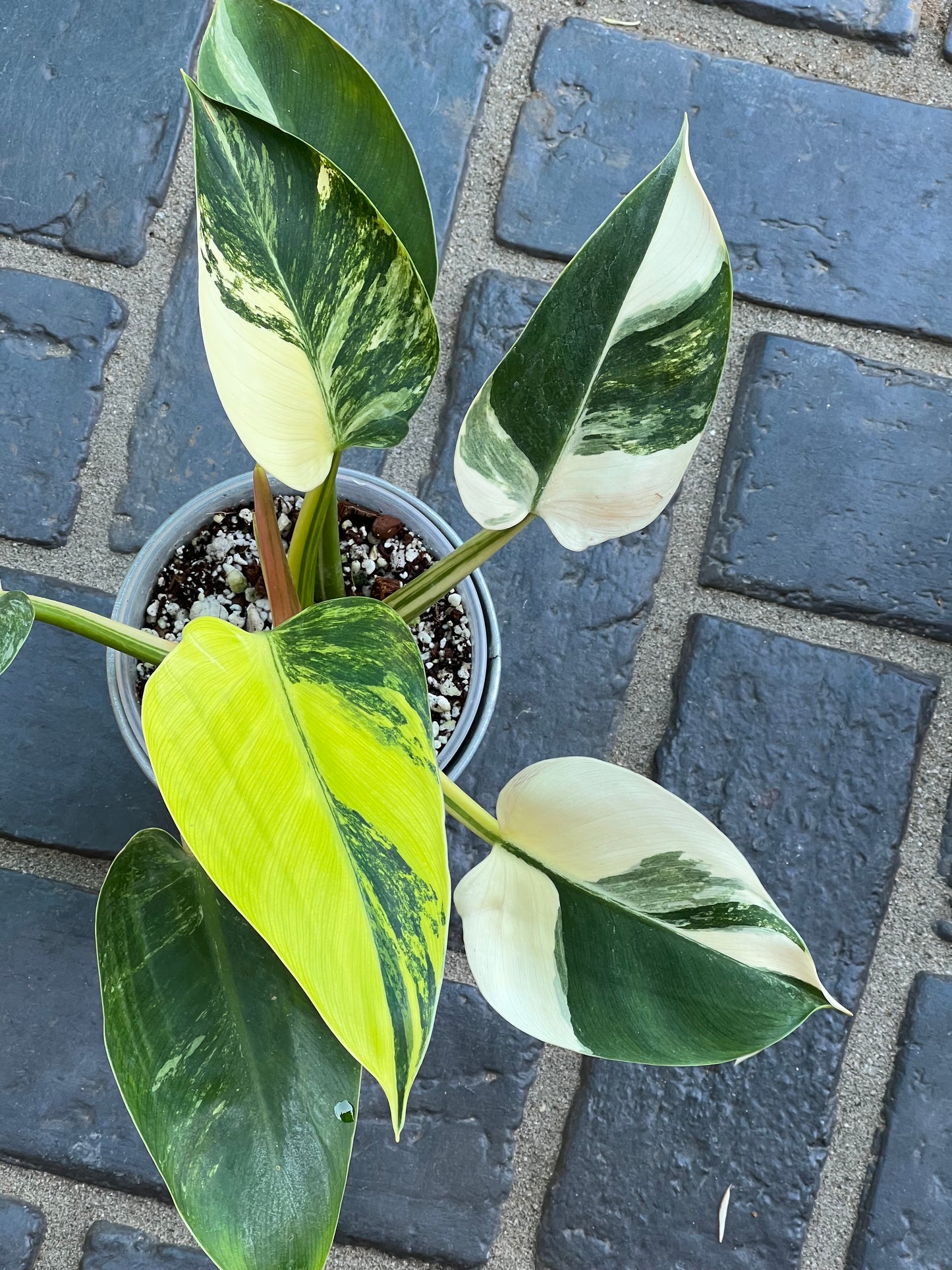 Philodendron Green Congo