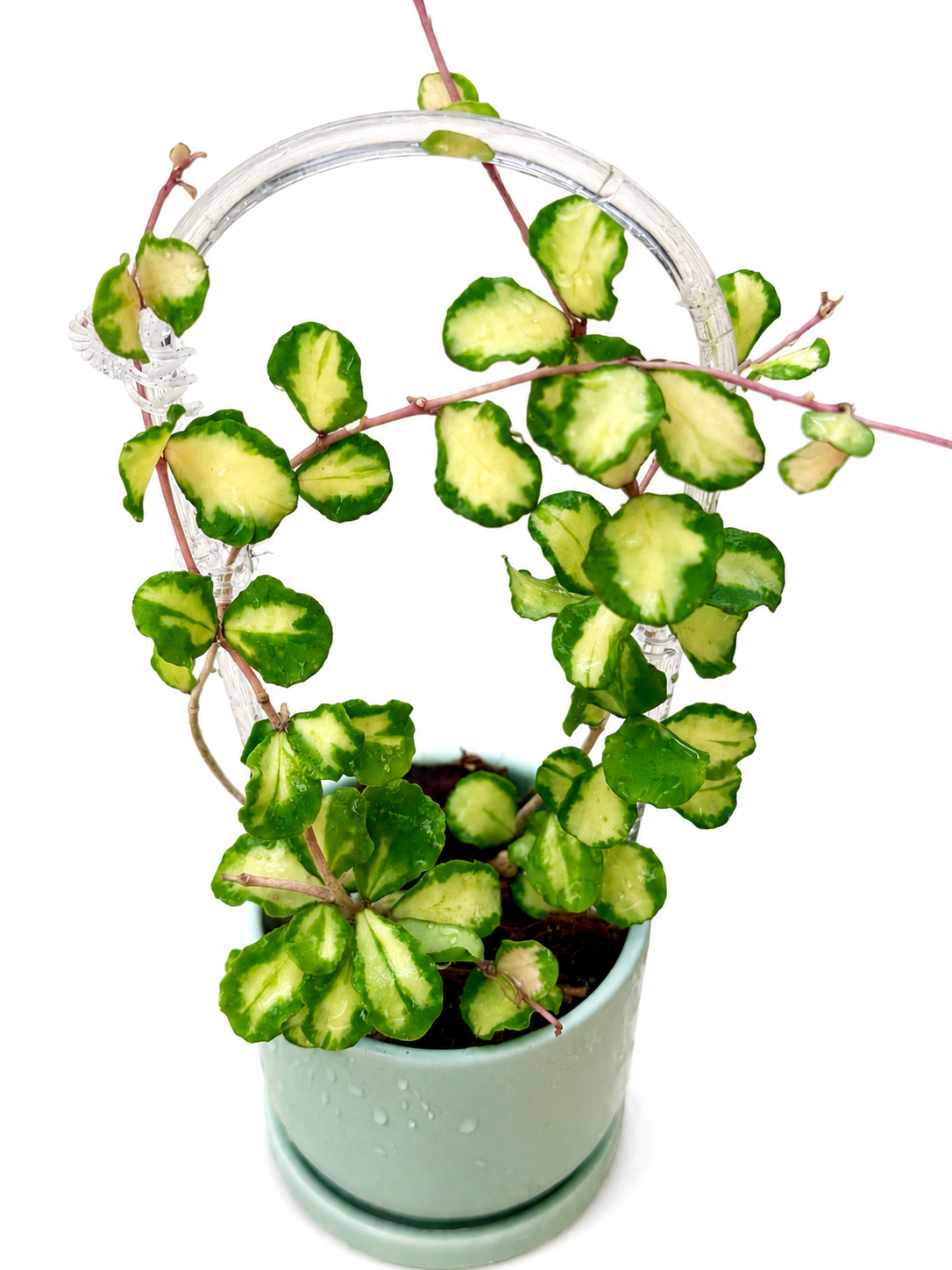 Hoya Kanyakumarian Variegated unrooted cutting (grower’s choice, 1 node, 2 leaves)