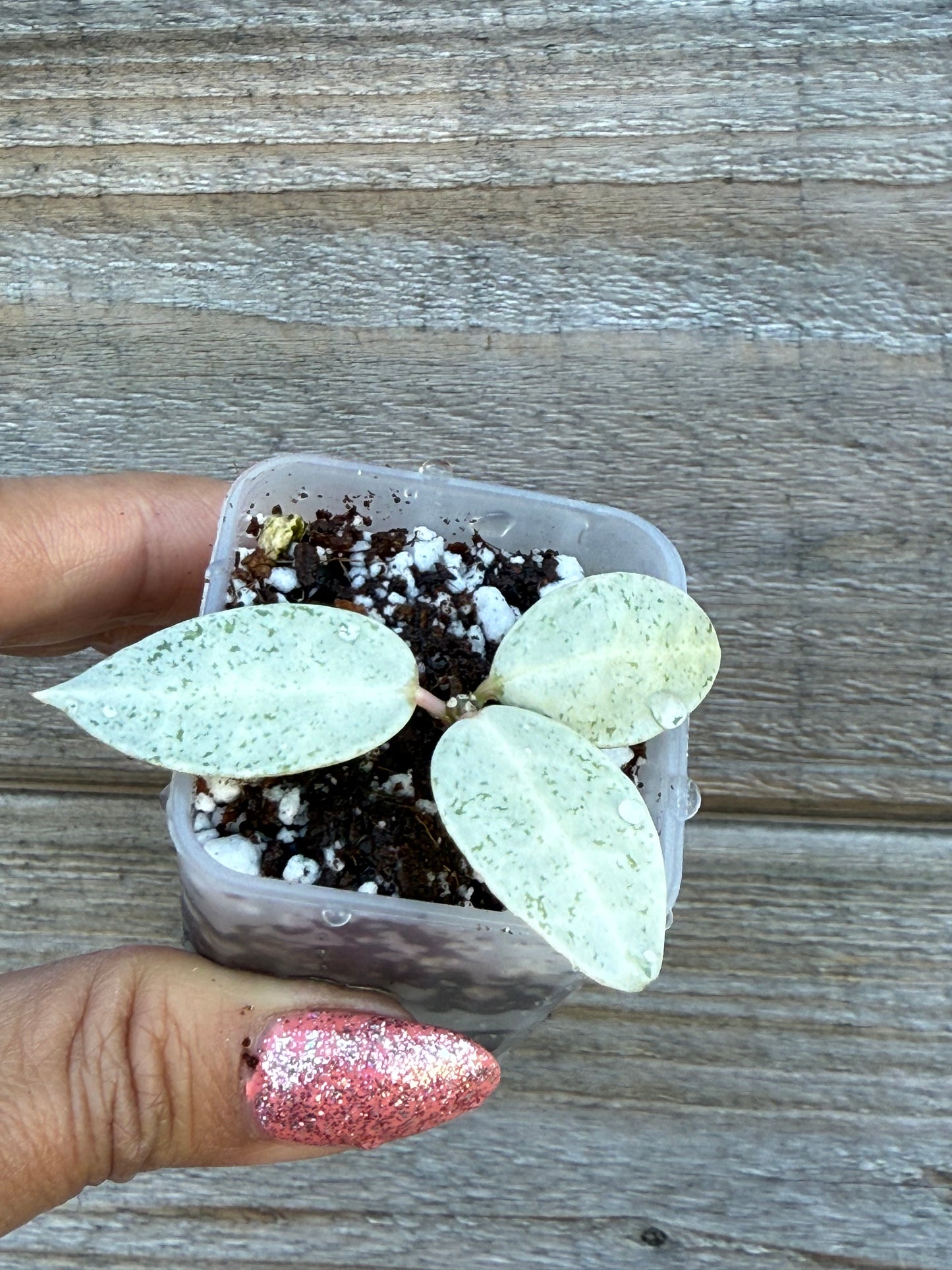 Hoya Winter Pandora