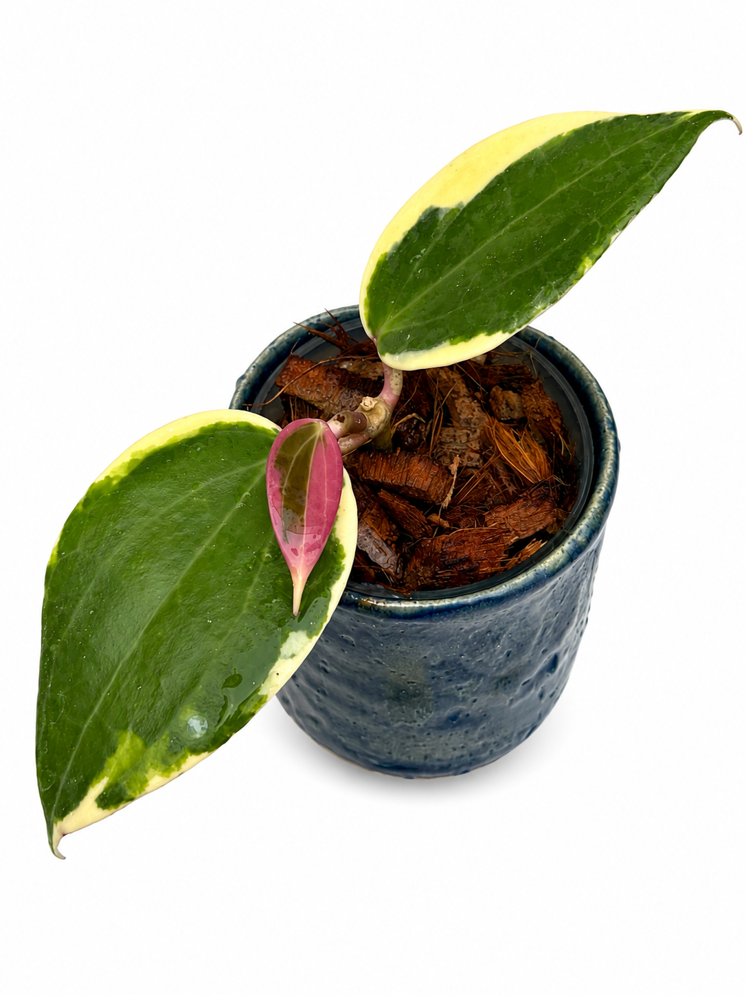 Hoya Latifolia Albo Round Form Variegated