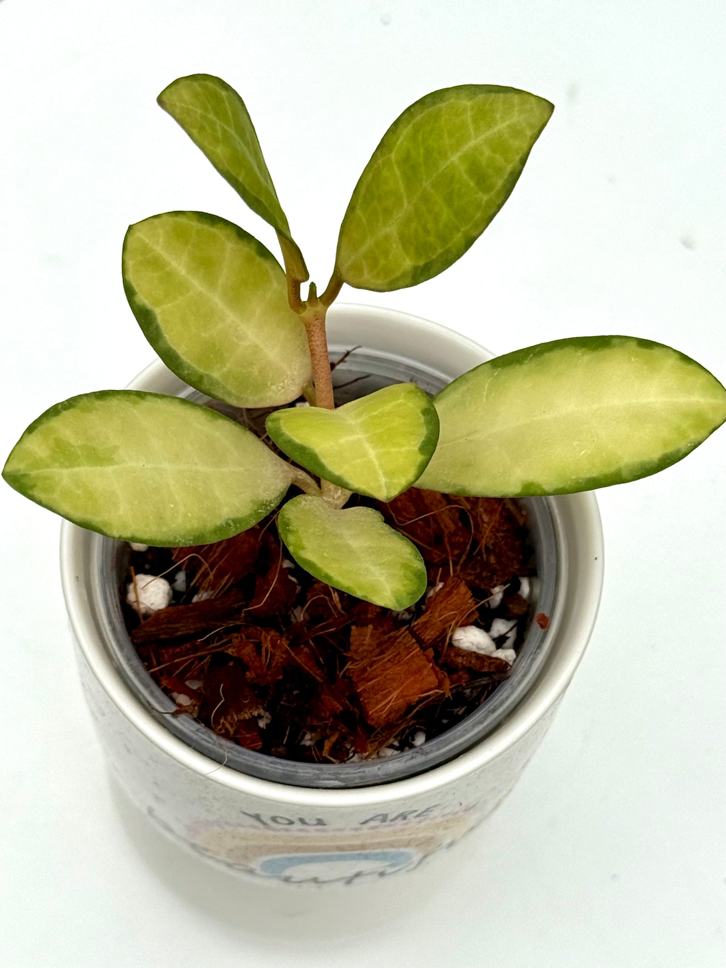 Hoya Elliptica Variegated