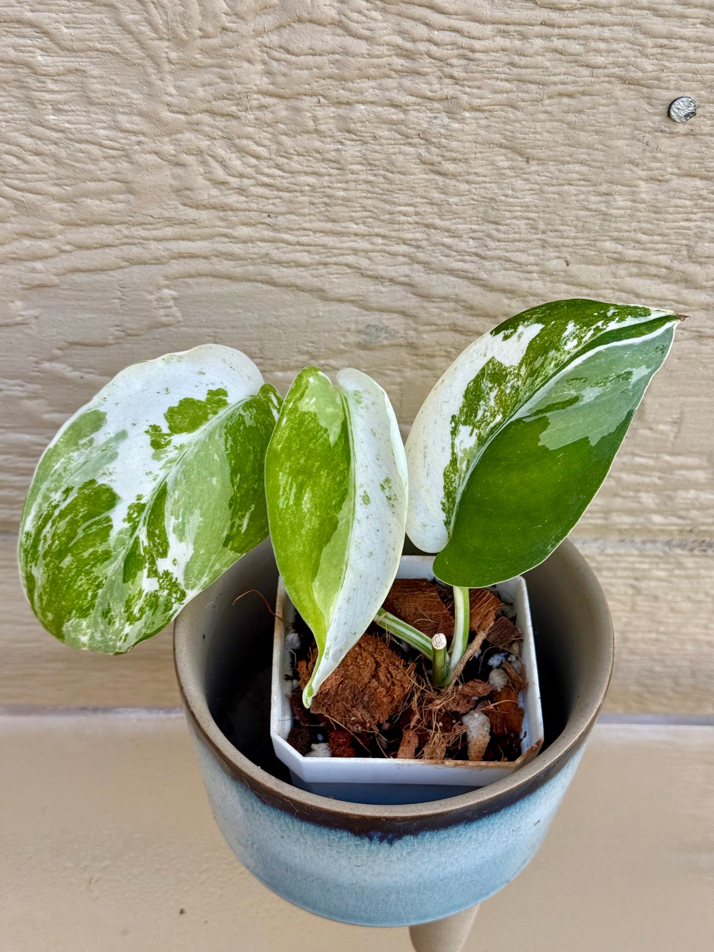 Scindapsus Silver Satin Variegated