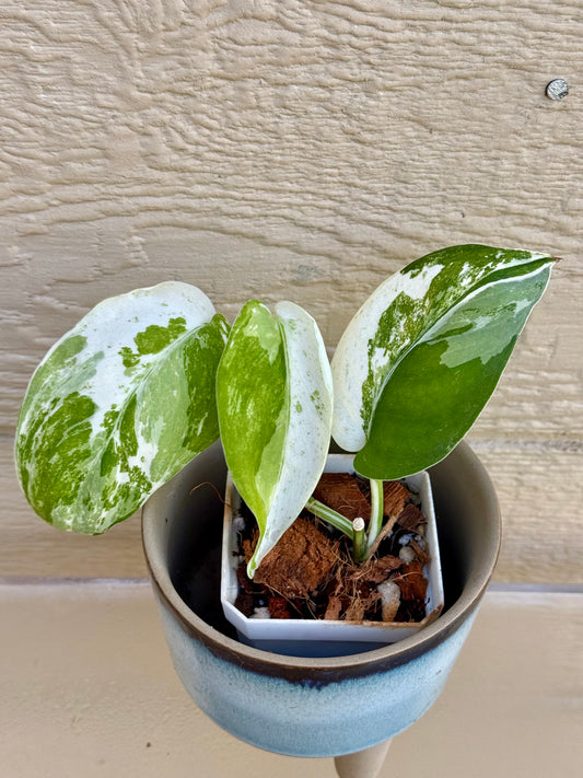 Scindapsus Silver Satin Variegated