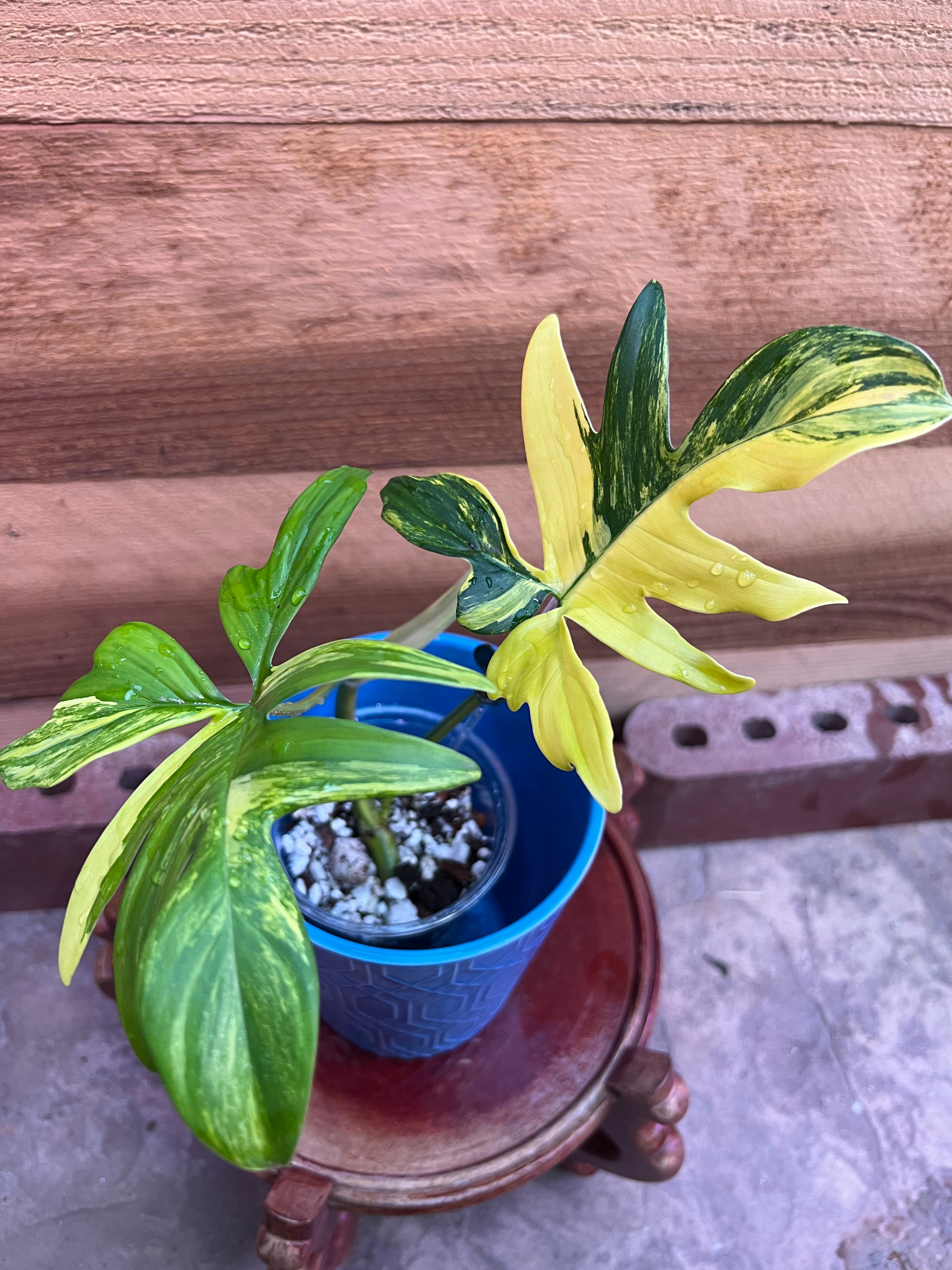 Philodendron variegated pedatum Reverted popular