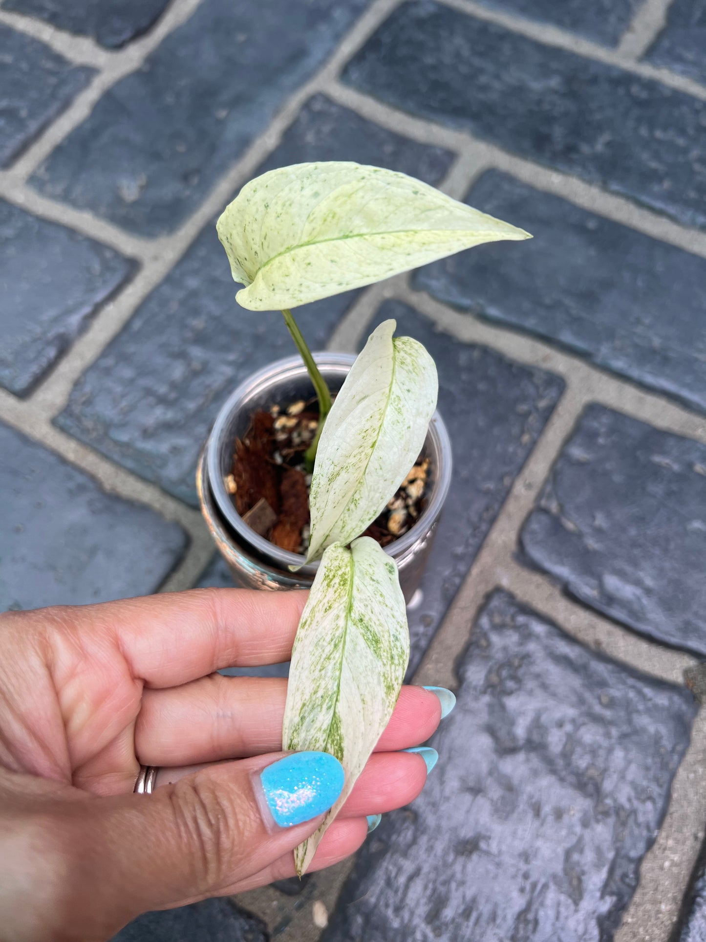 Monstera Laniata Variegated