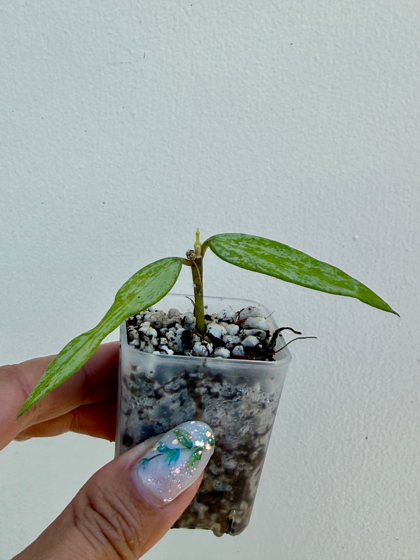 Hoya Burmanica Splash