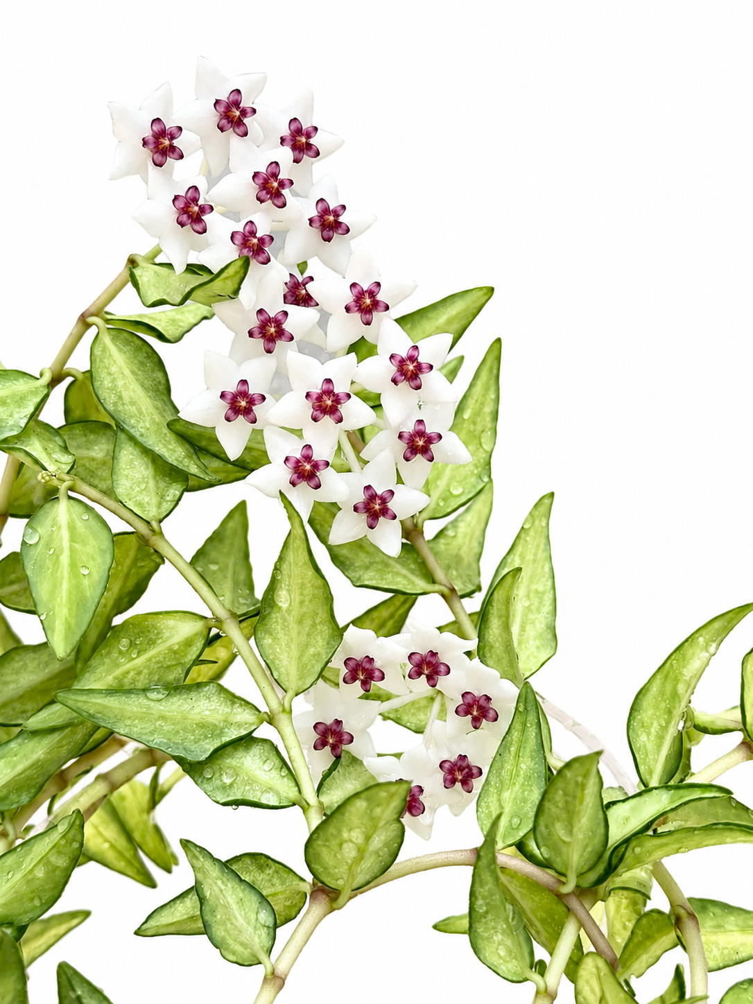 Hoya Bella Inner Variegated (grower’s choice)