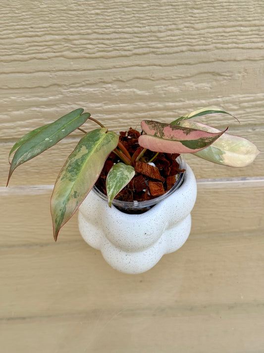 Philodendron Atabapoense Pink Variegated