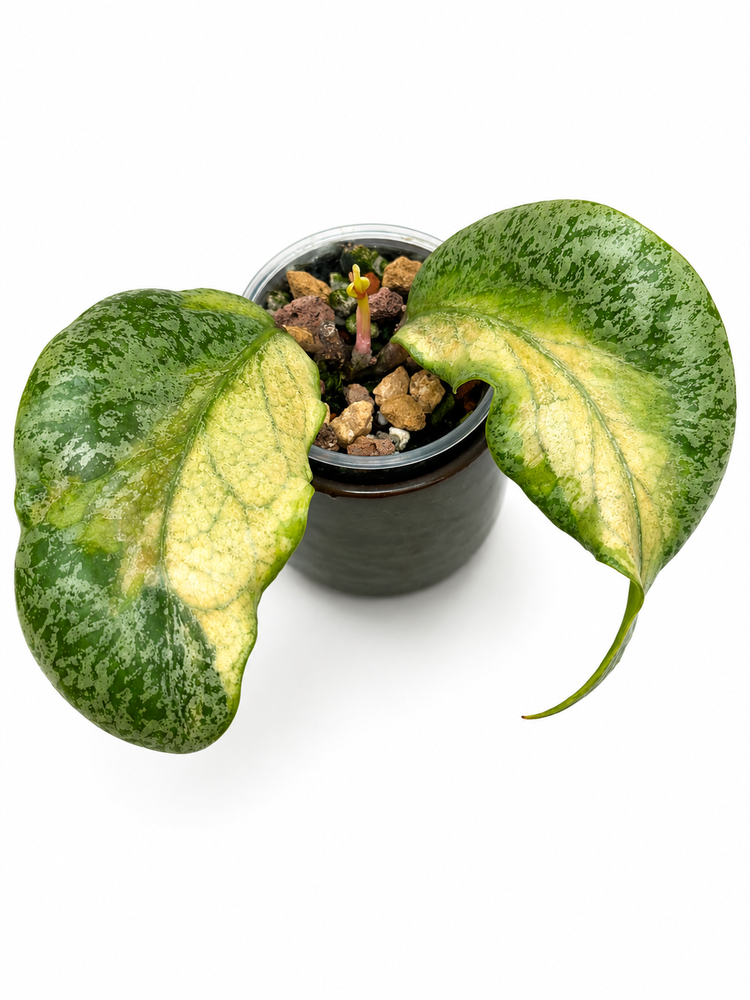 Hoya Autumn Guava Variegated | Rare Rooted Variegated Hoya