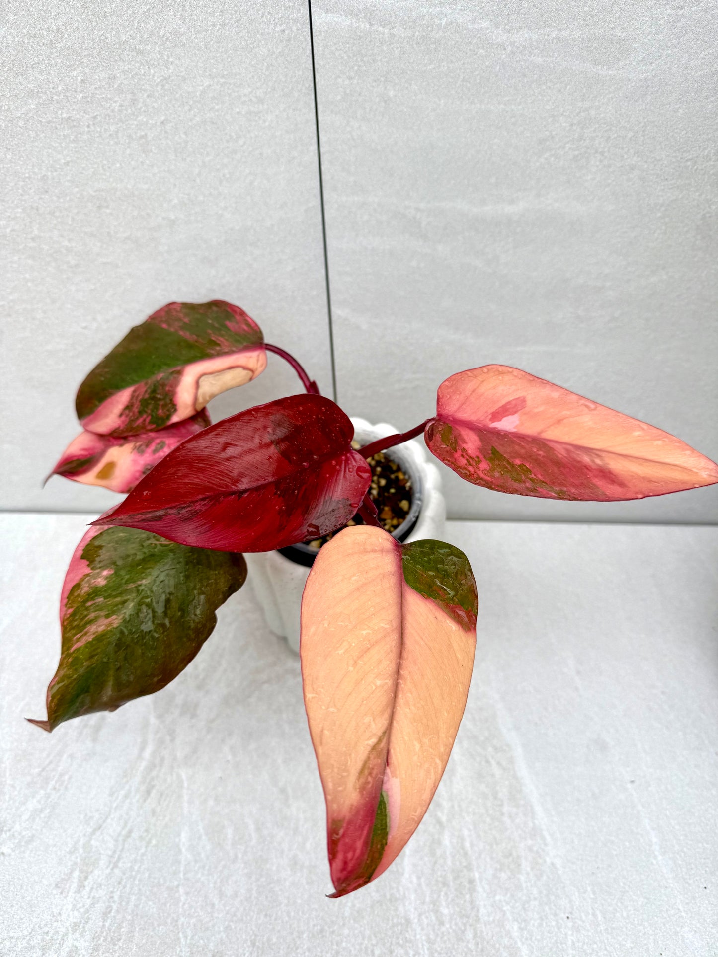 Philodendron Princess of Fire