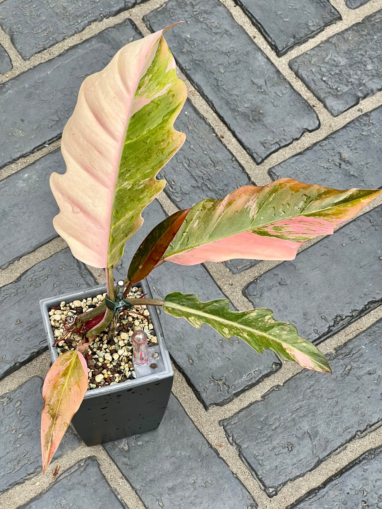 Philodendron Caramel Marble