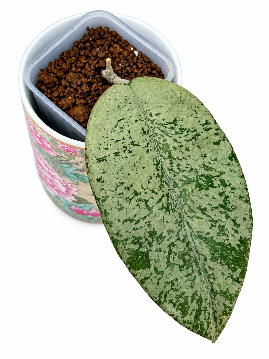 Hoya Ponorogo Silver – Rare Hoya Exact Rooted Plant