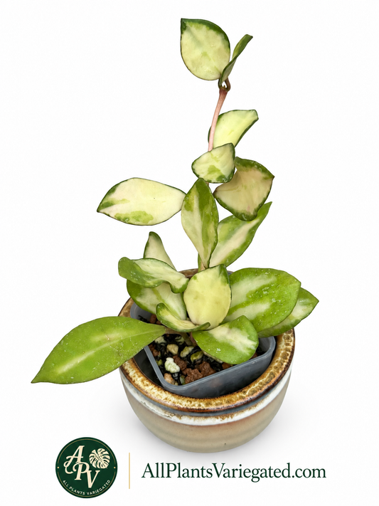 Hoya Lacunosa Minara Variegated