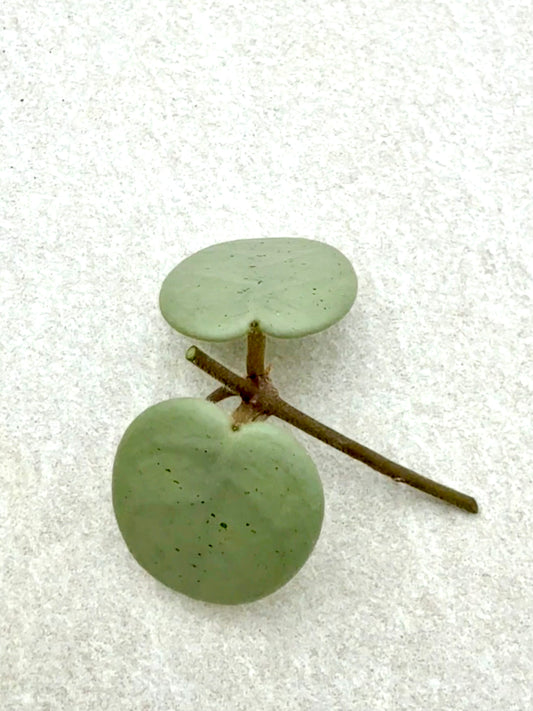 Hoya Grey Fairy unrooted cutting (1 node, 2 leaves - grower’s choice)