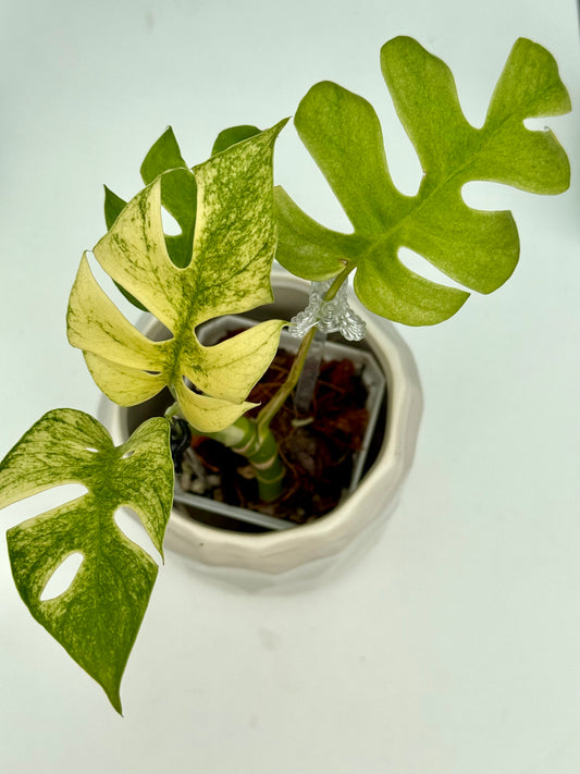 Rhaphidophora Tetrasperma White Monster