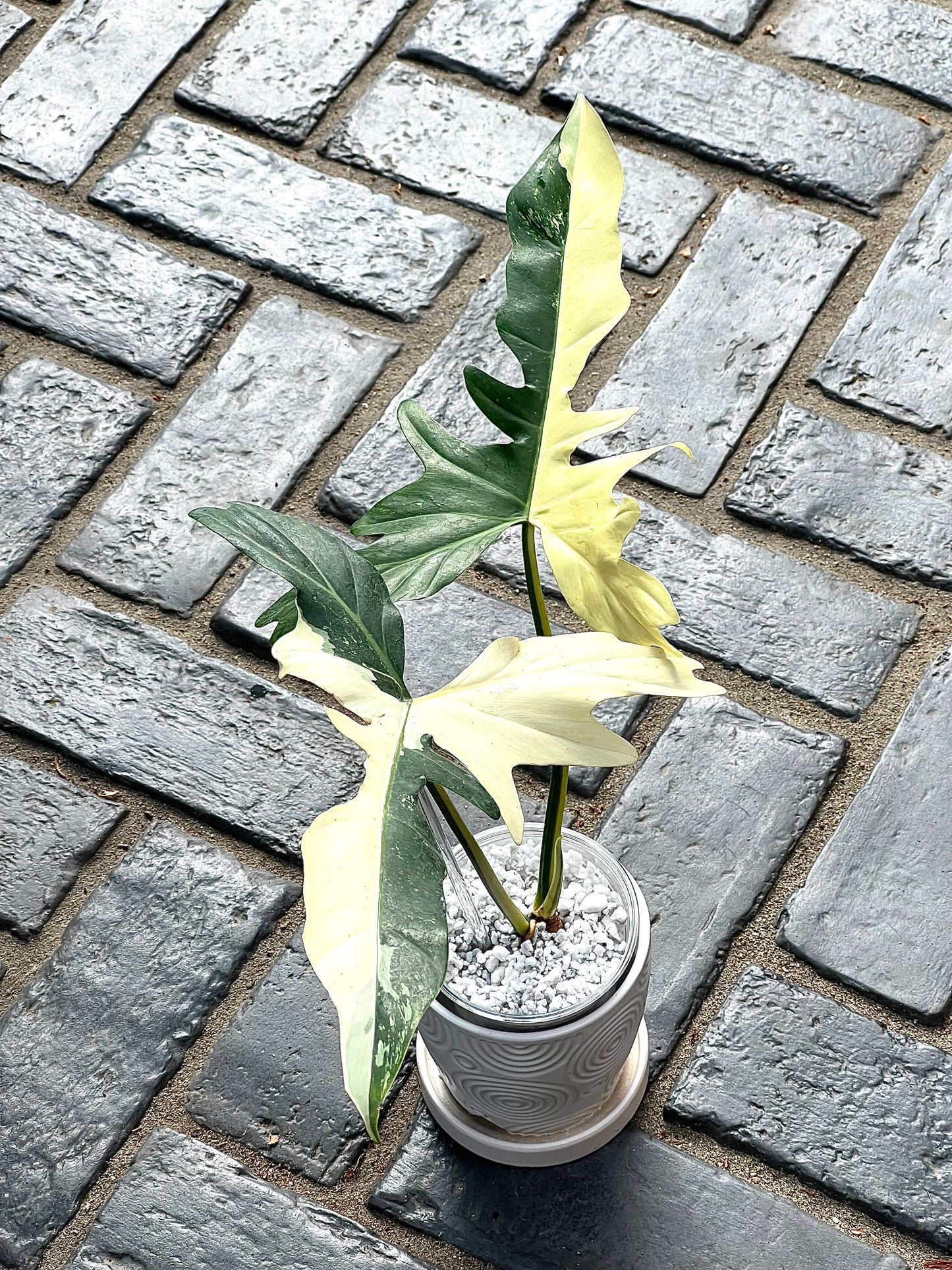 Philodendron Golden Dragon Variegated