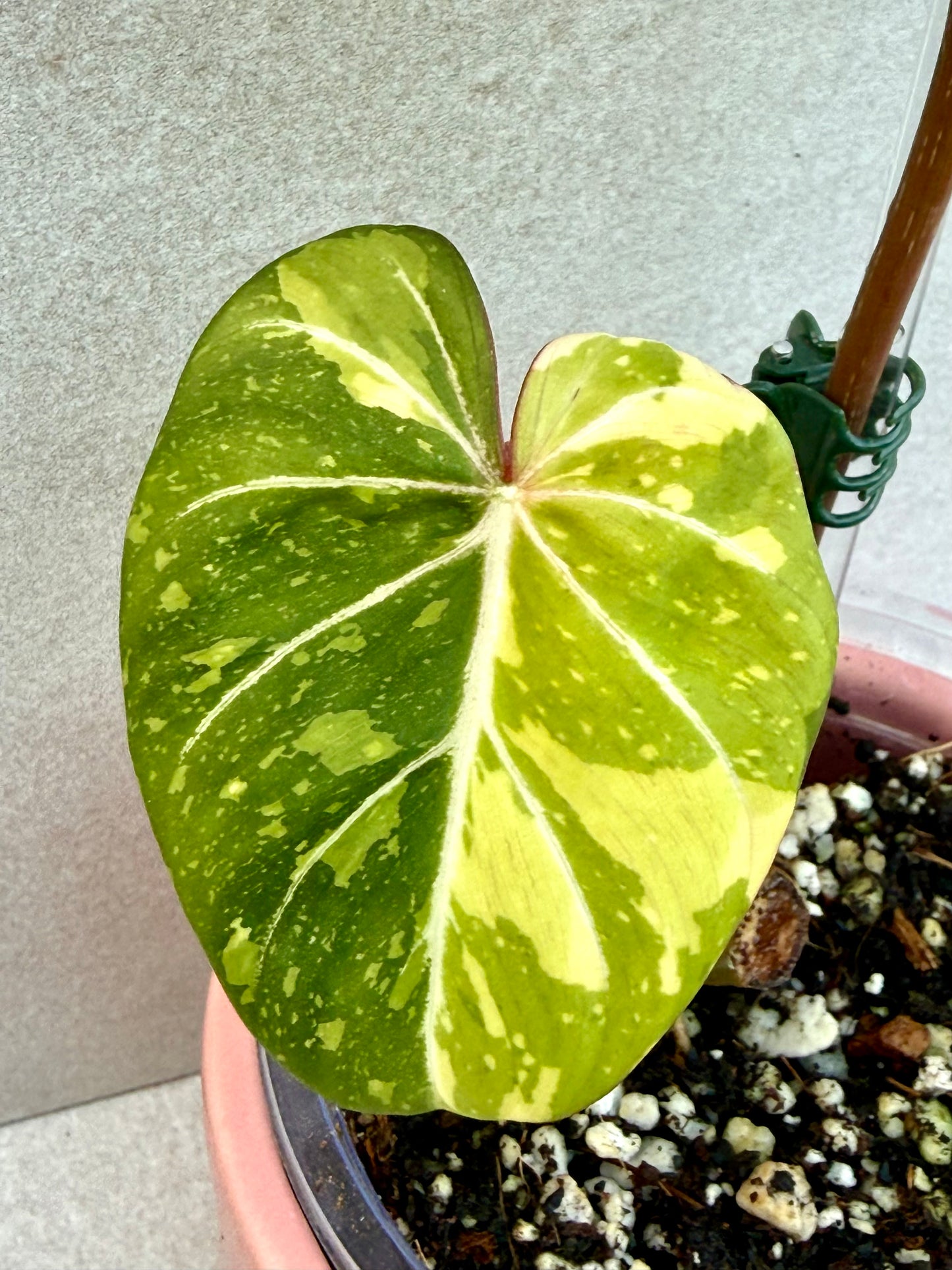 Philodendron Gloriosum Variegated