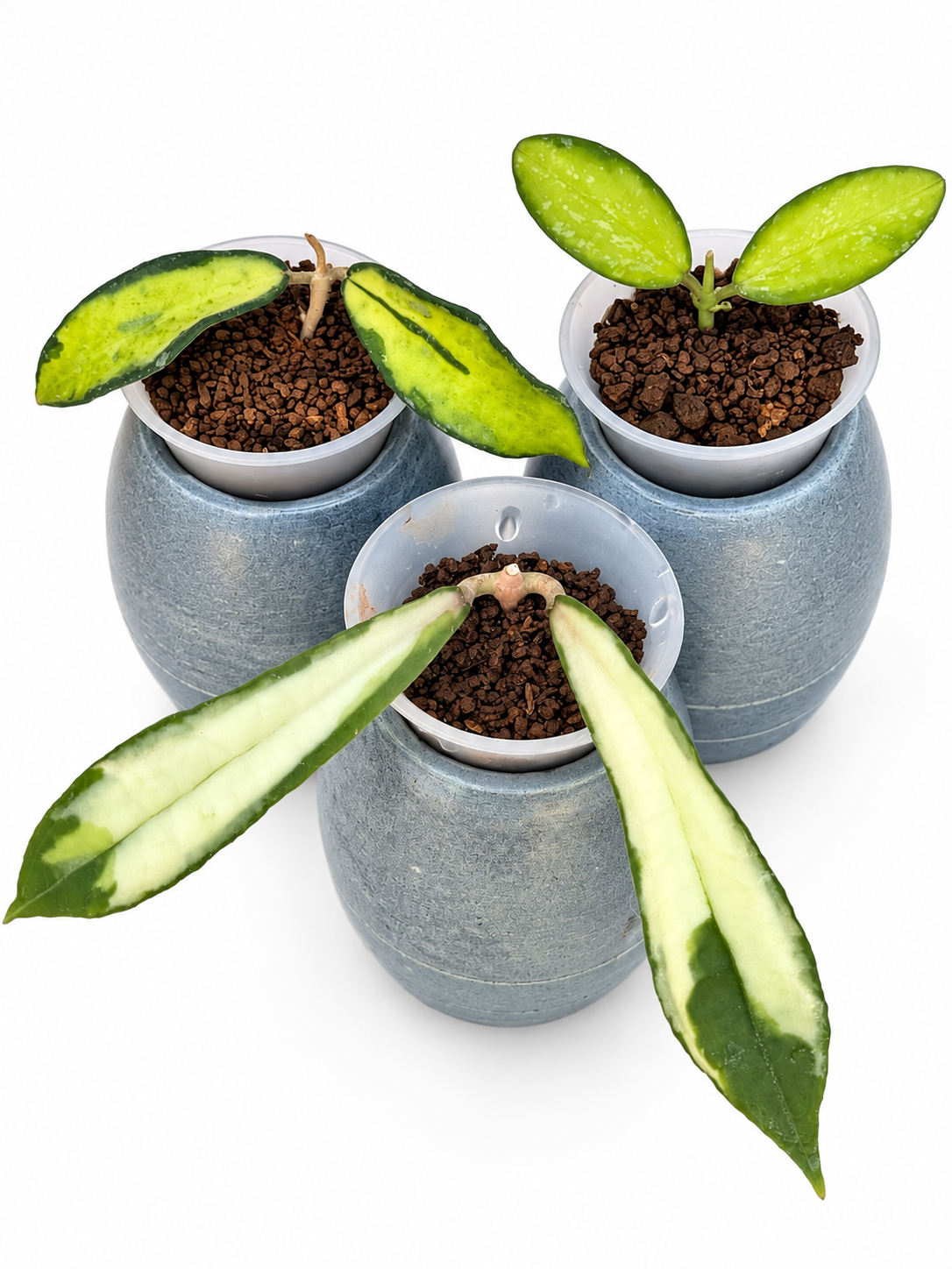 Hoya Variegated Collection – 3 Rare Varieties | Rigidifolia, Phuwuaensis, and VL9