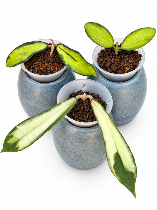 Hoya Variegated Collection – 3 Rare Varieties | Rigidifolia, Phuwuaensis, and VL9