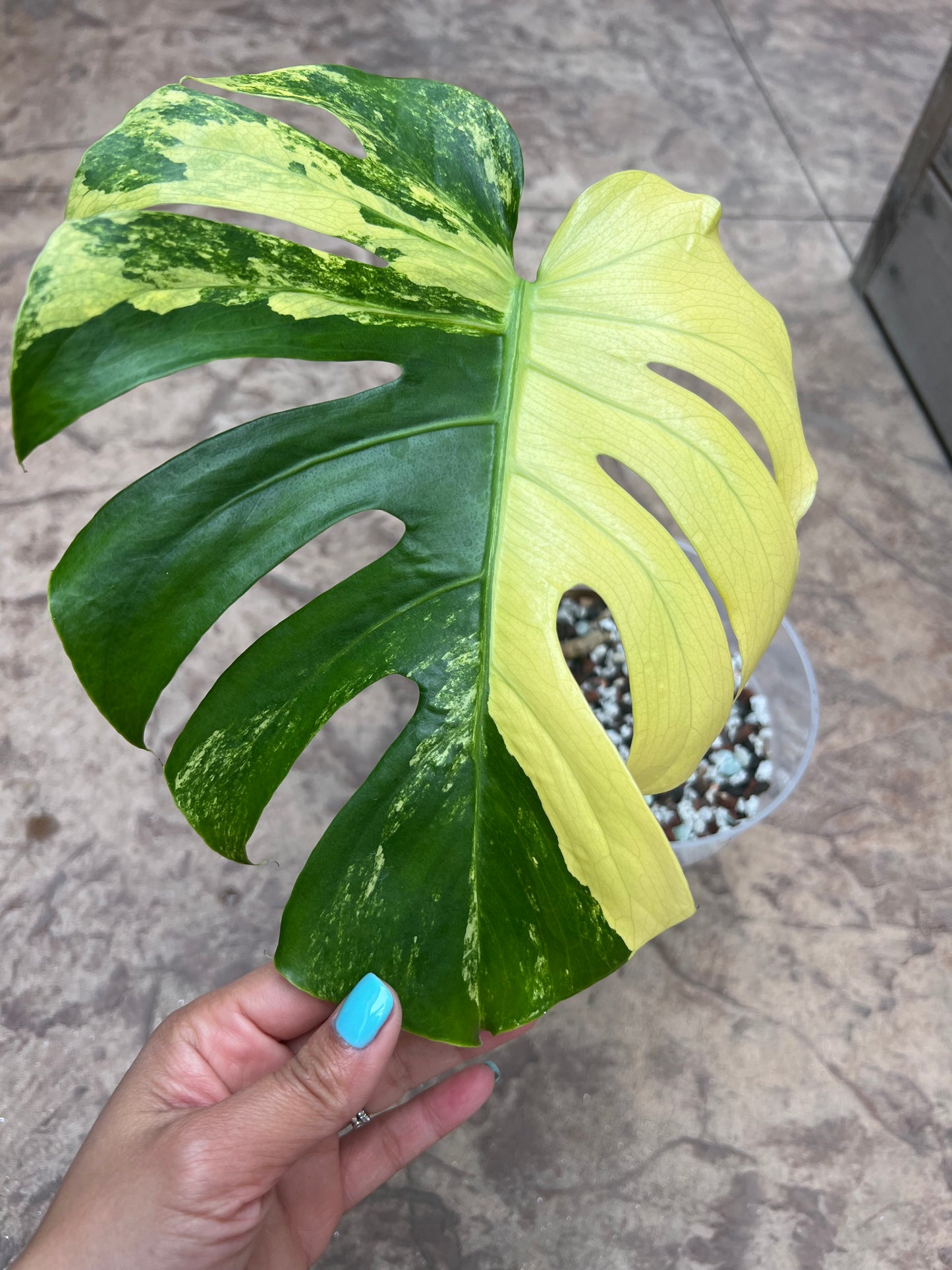 Monstera Large Form Green on Green