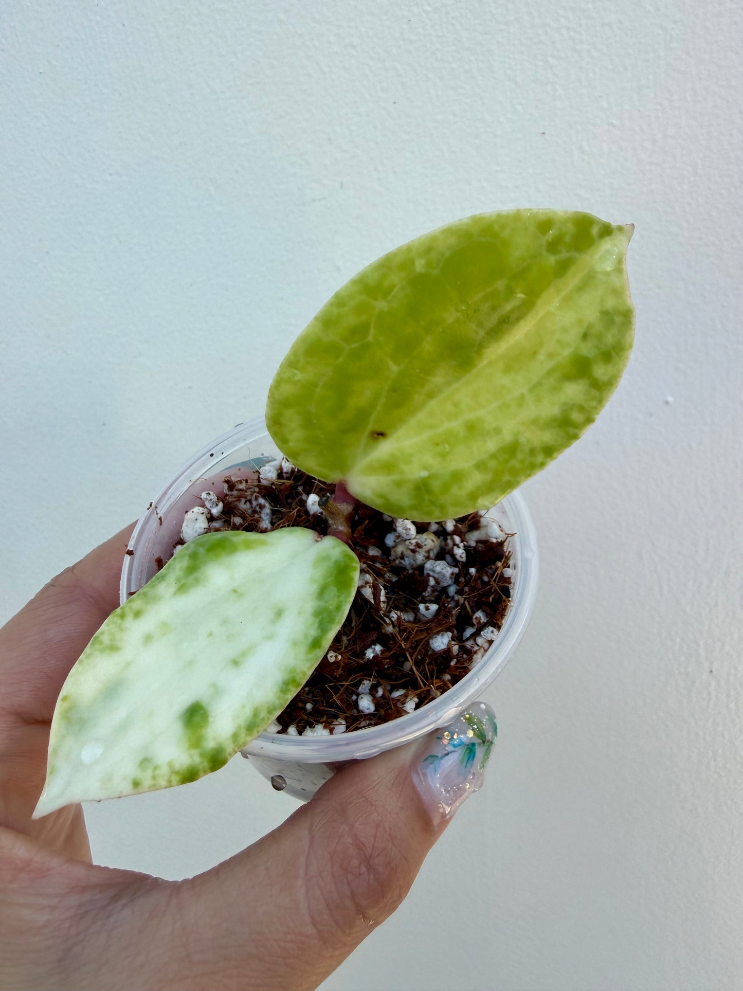 Hoya Crocodile High Variegation