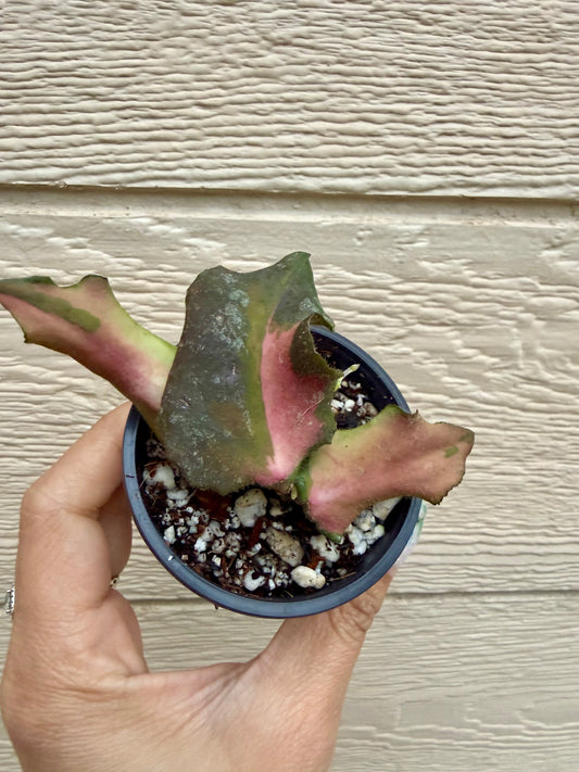 Hoya Caudata Variegated