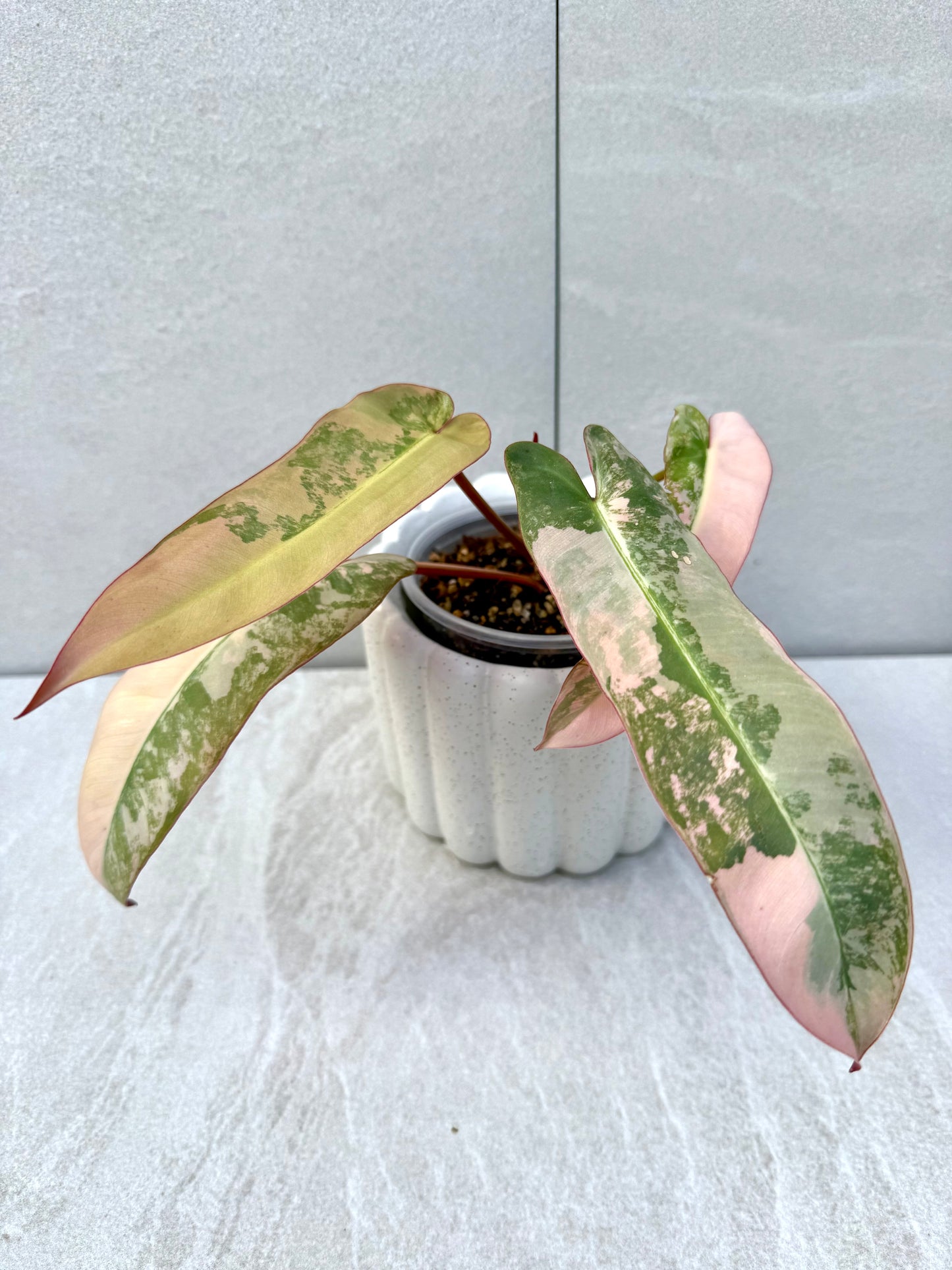 Philodendron Atabapoense Pink Variegated