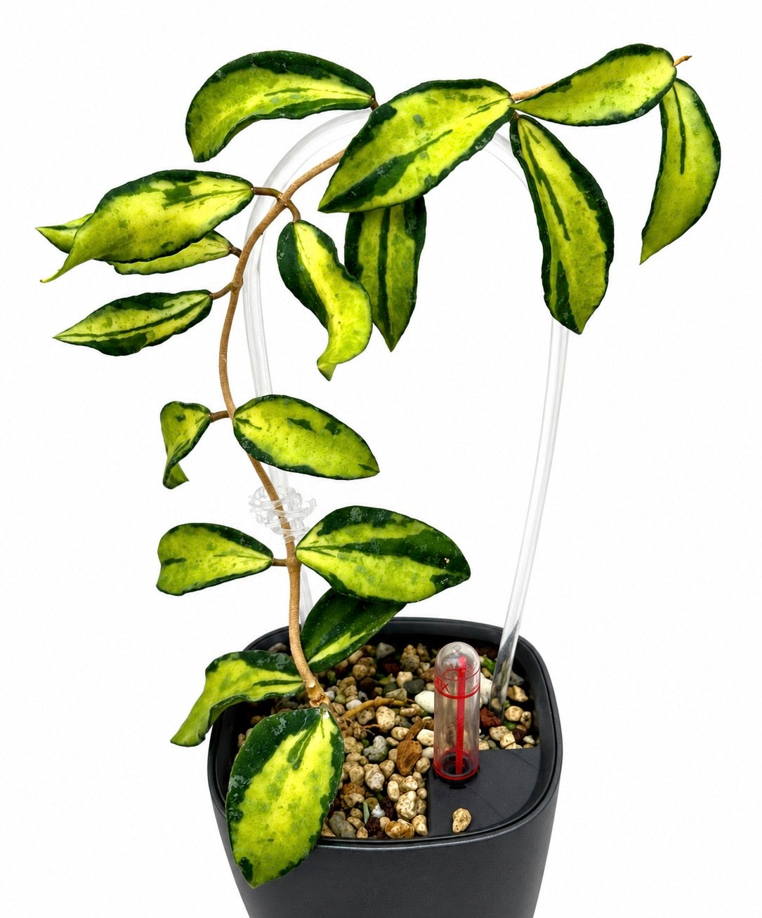 RARE Hoya Phuwuaensis Variegated unrooted cutting (1 node, 2 leaves - grower’s choice)