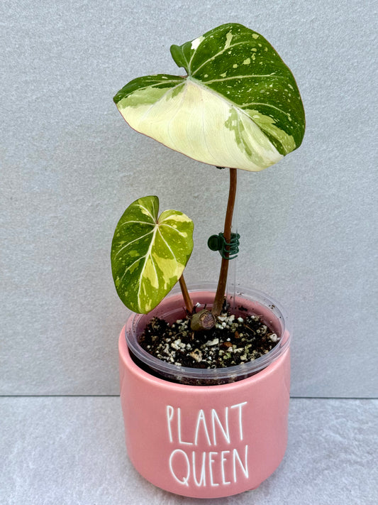 Philodendron Gloriosum Variegated