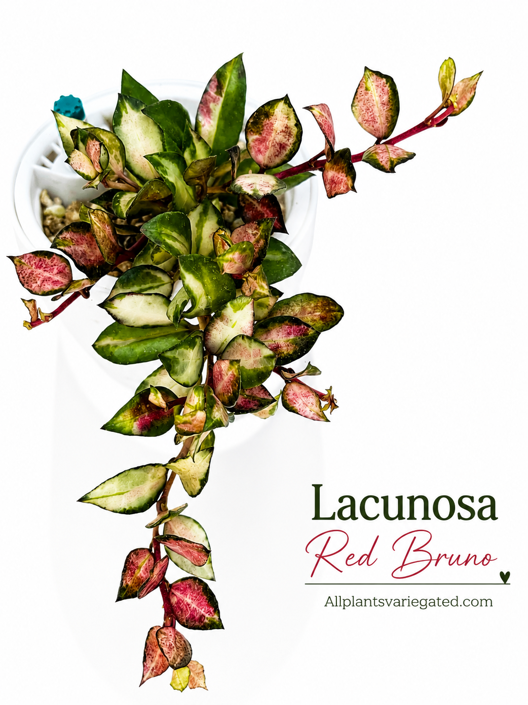 Rare Hoya Lacunosa Red Bruno | Unrooted Cutting