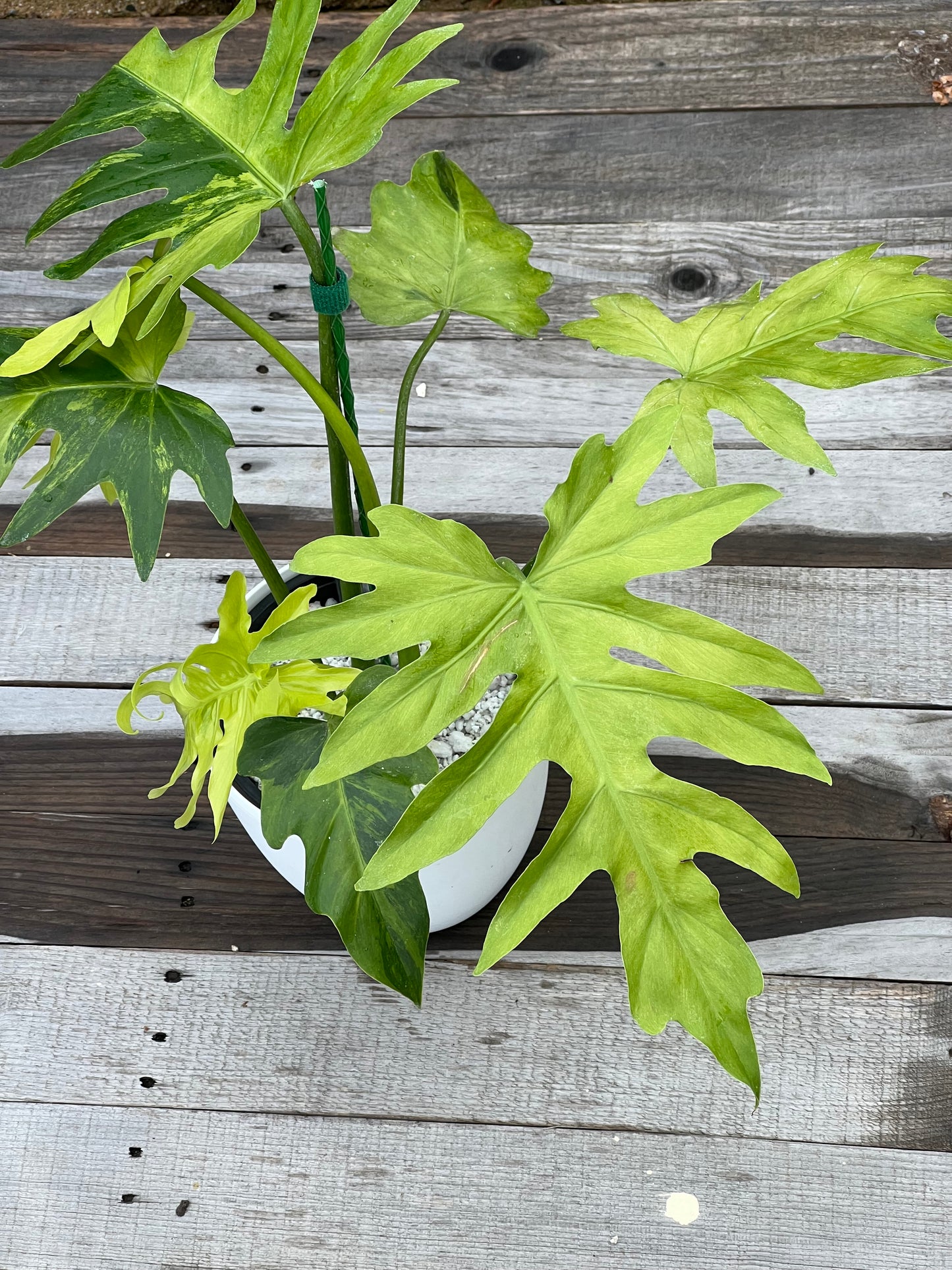 Philodendron Radiatum Variegated