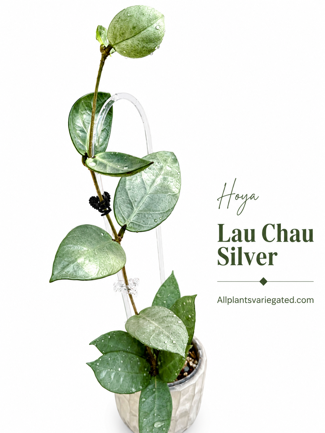 Hoya Lau Chau Silver| Rare Hoya Cutting