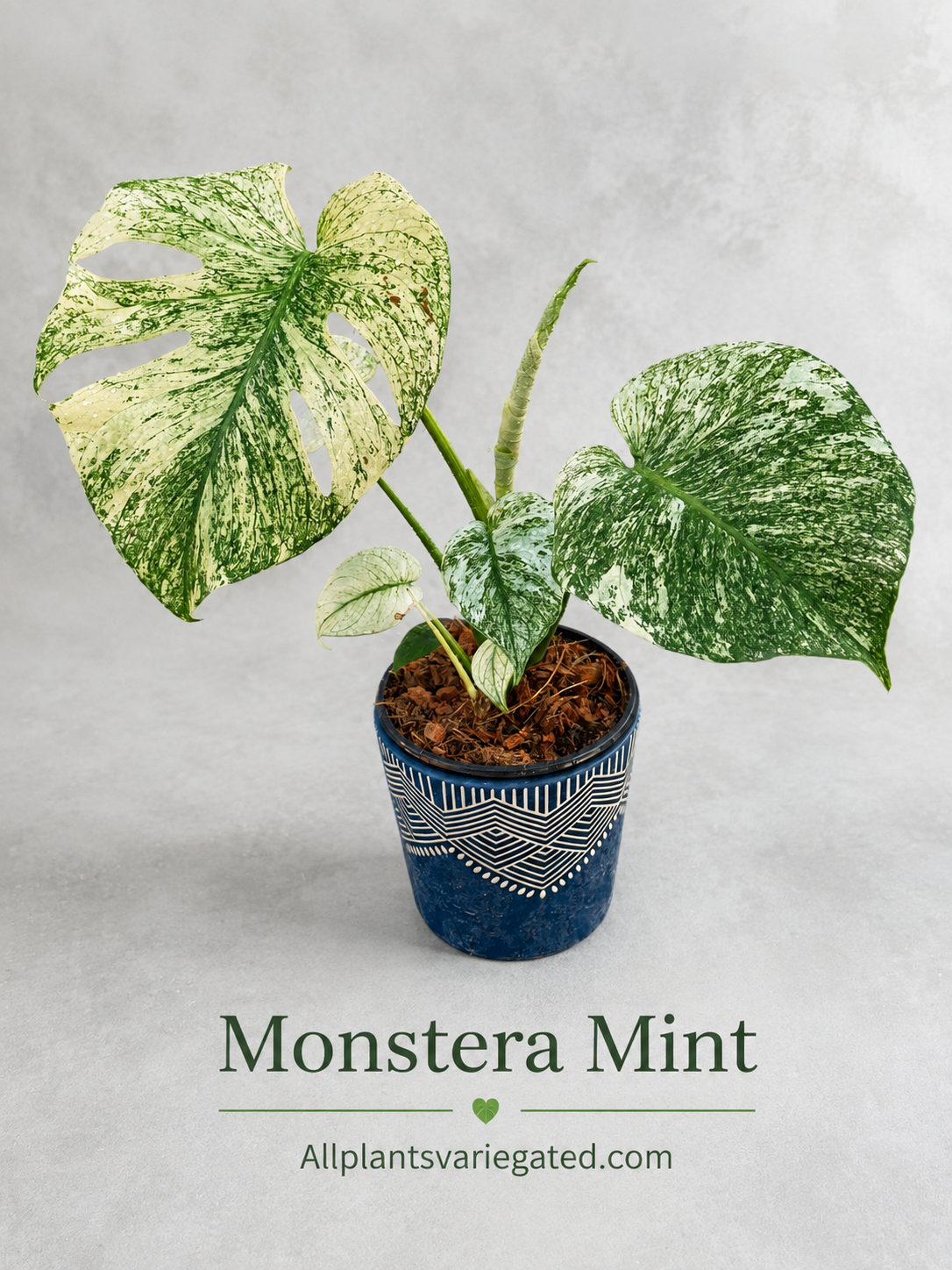 Monstera Mint Variegated | Rooted Variegated Monstera