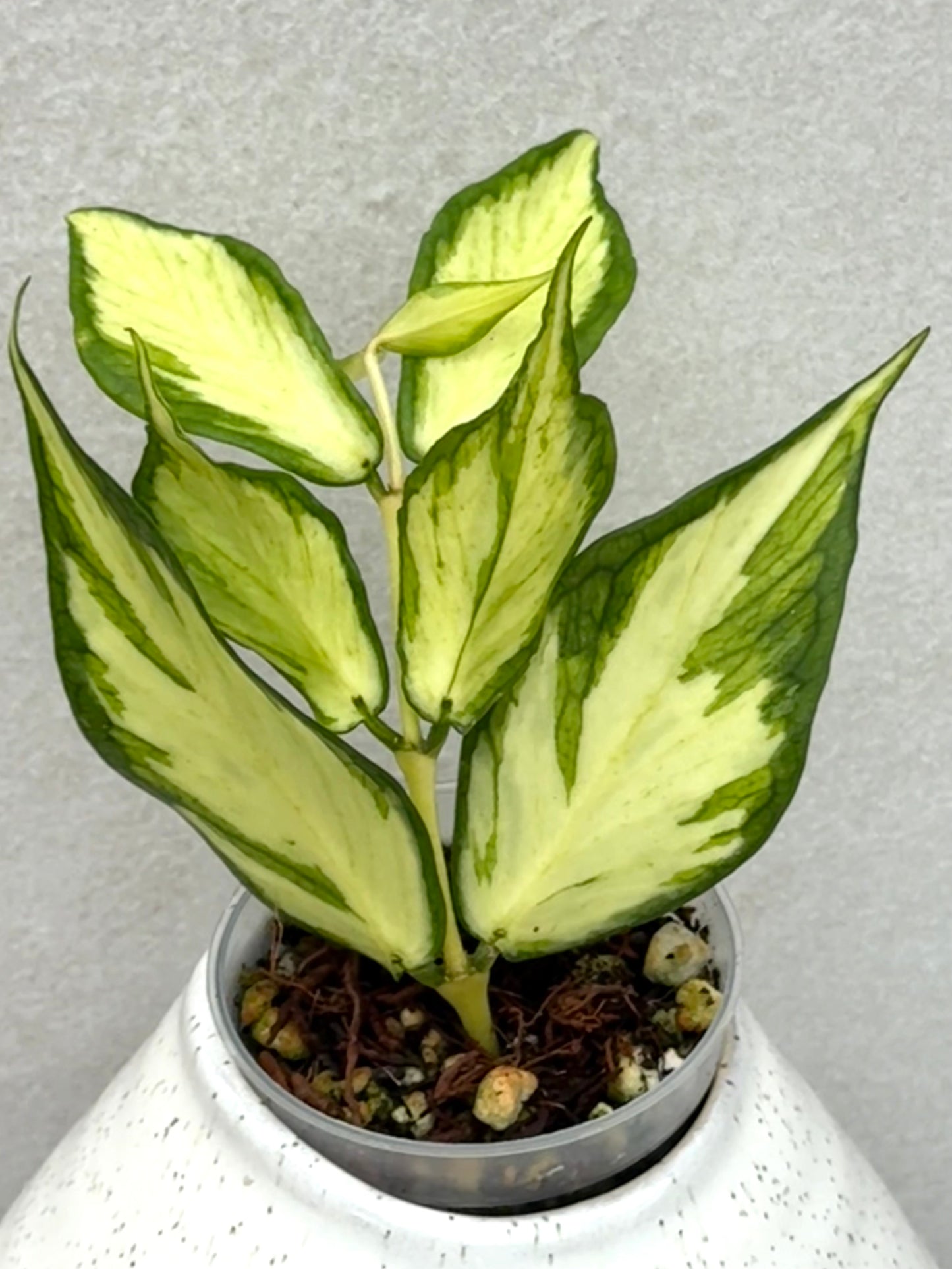 Hoya Polyneura Inner variegated
