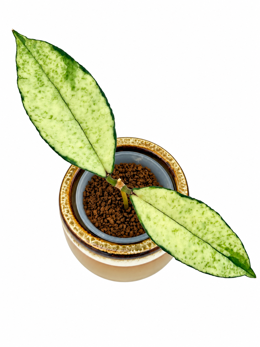 Hoya crassipetiolata Variegated – Rare Hoya Exact Rooted Plant