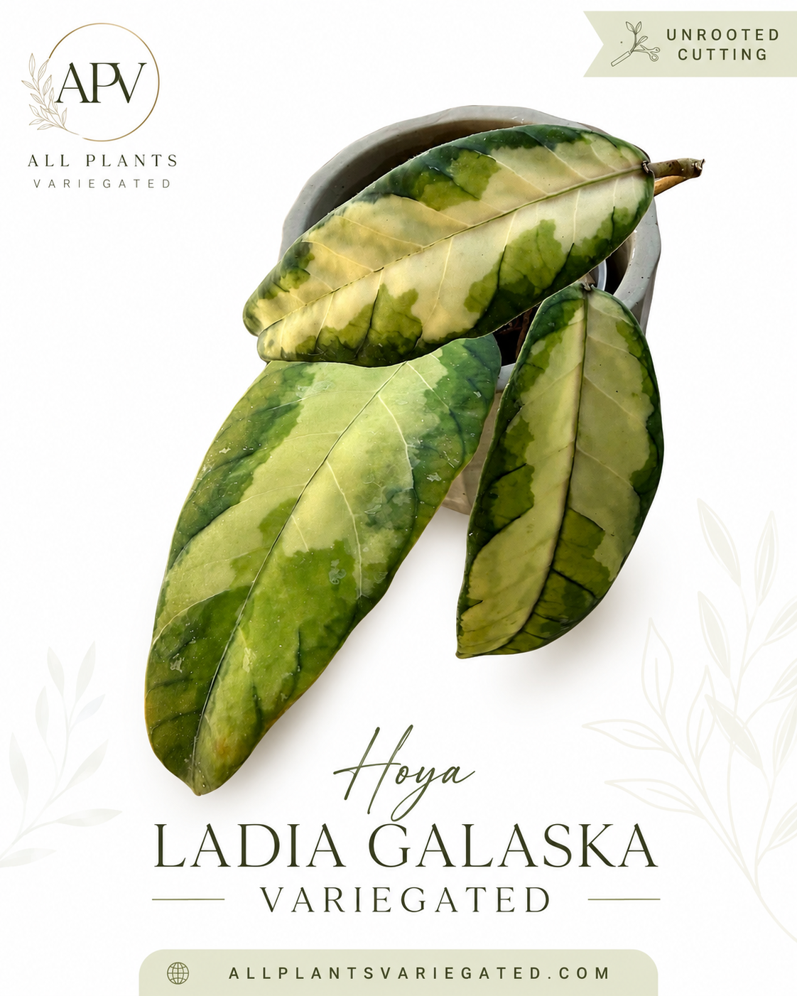 Hoya Ladia Galaska Variegated  | Rare Hoya Cutting