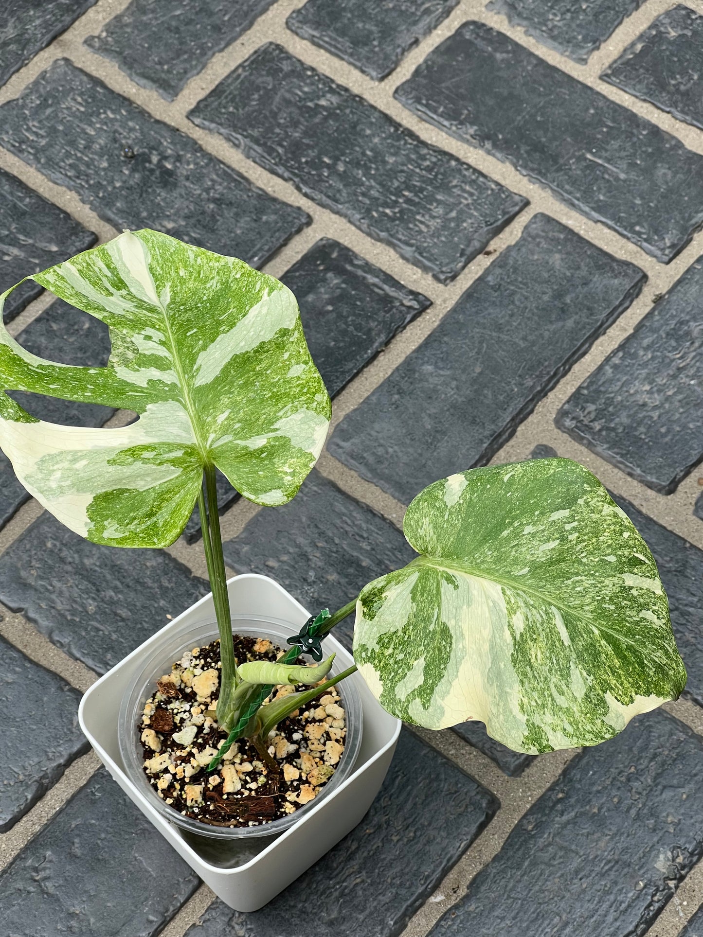 Monstera Thai Constellation ‘Platinum’