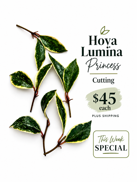RARE Hoya Lacunosa Princess Lumina unrooted cutting (1 node, 2 leaves - grower’s choice)