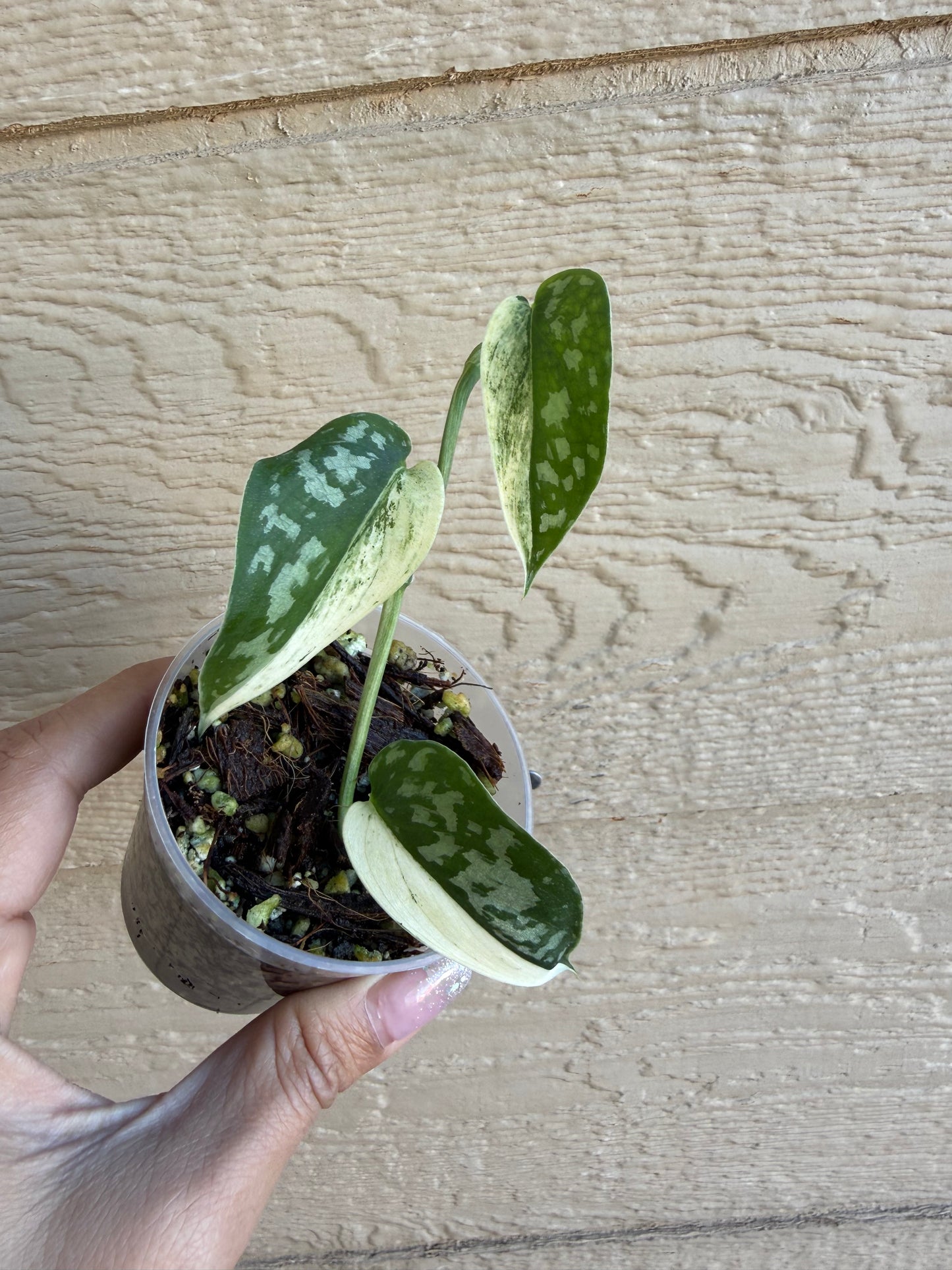 Scindapsus Mayari Variegated