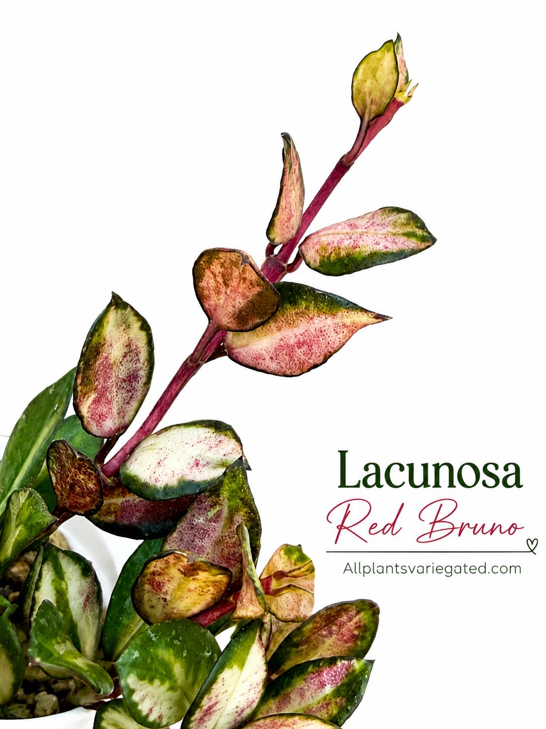 Rare Hoya Lacunosa Red Bruno | Unrooted Cutting