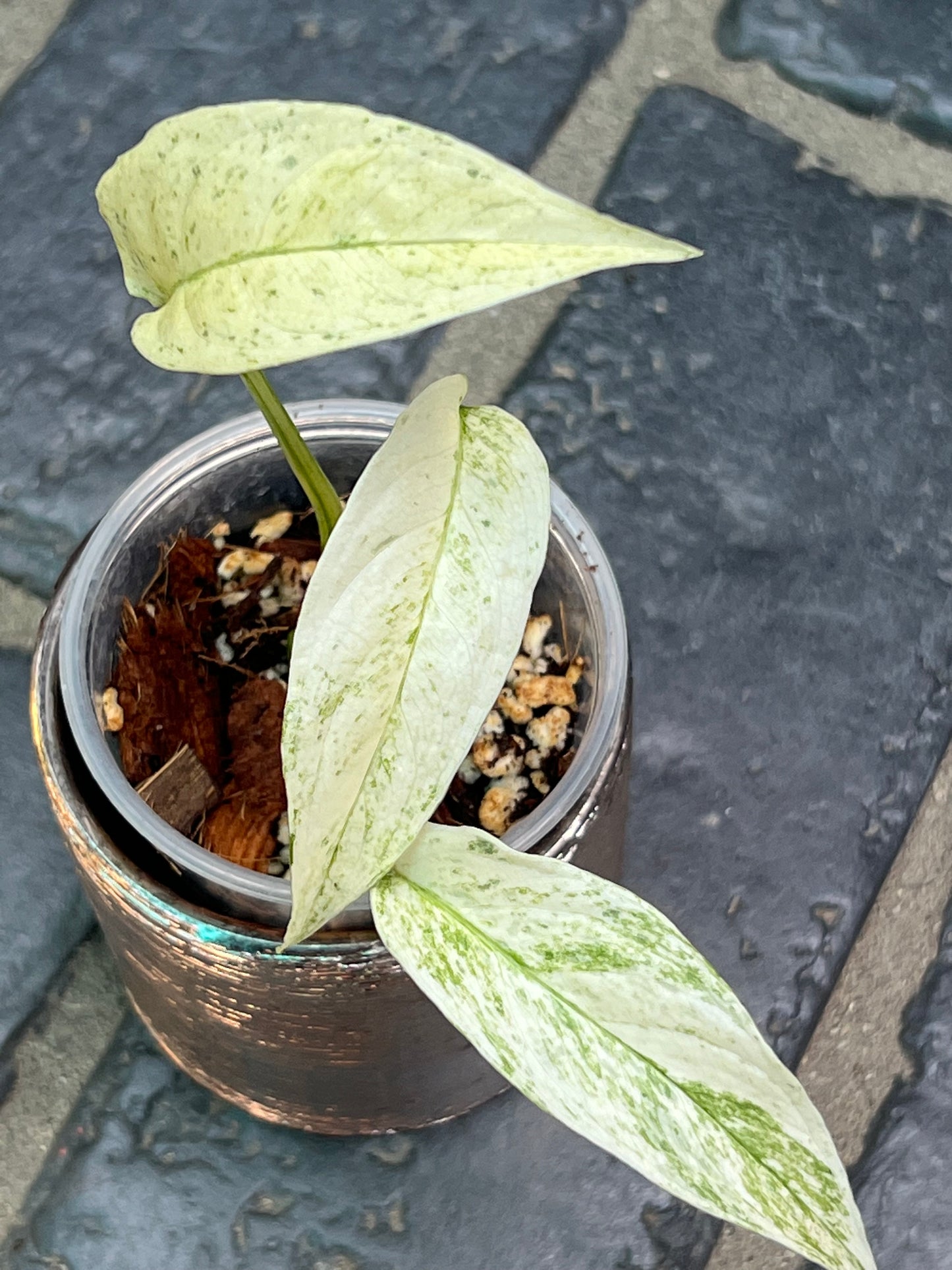 Monstera Laniata Variegated