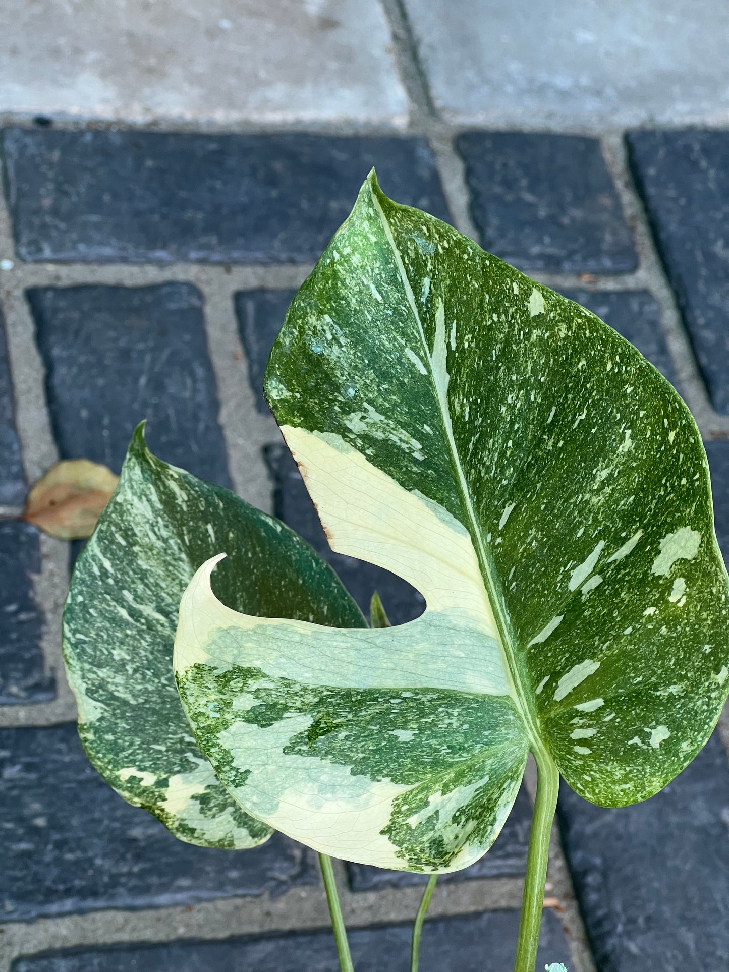 Monstera Thai Constellation ‘Platinum’