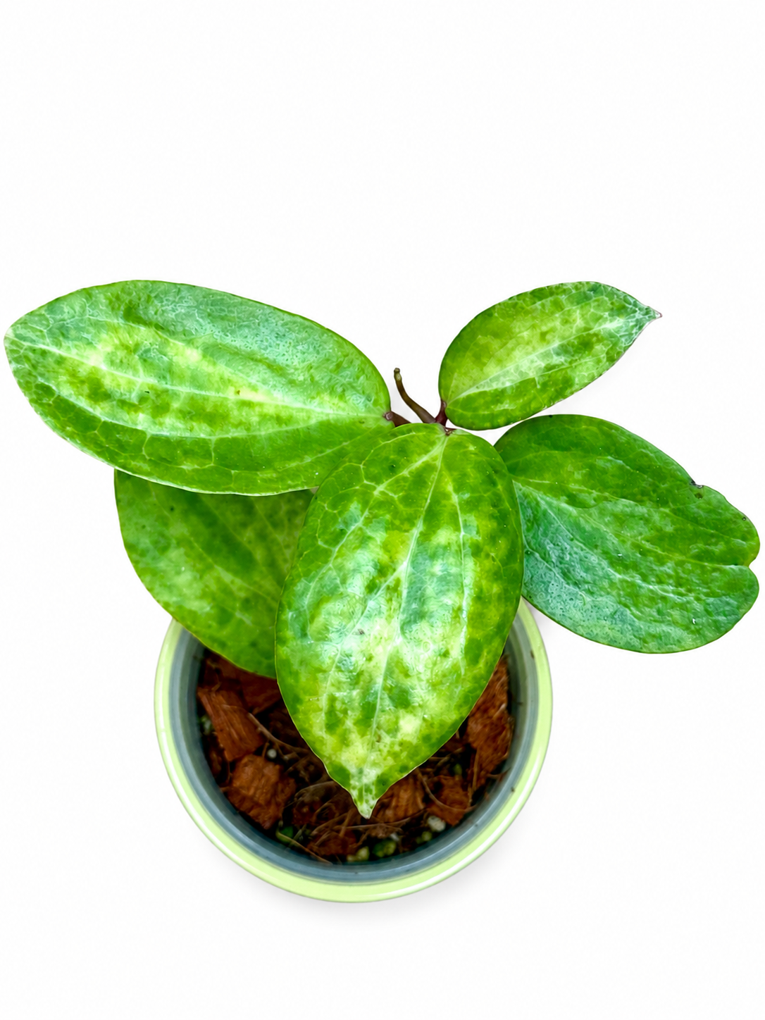 Hoya Crocodile High Variegation